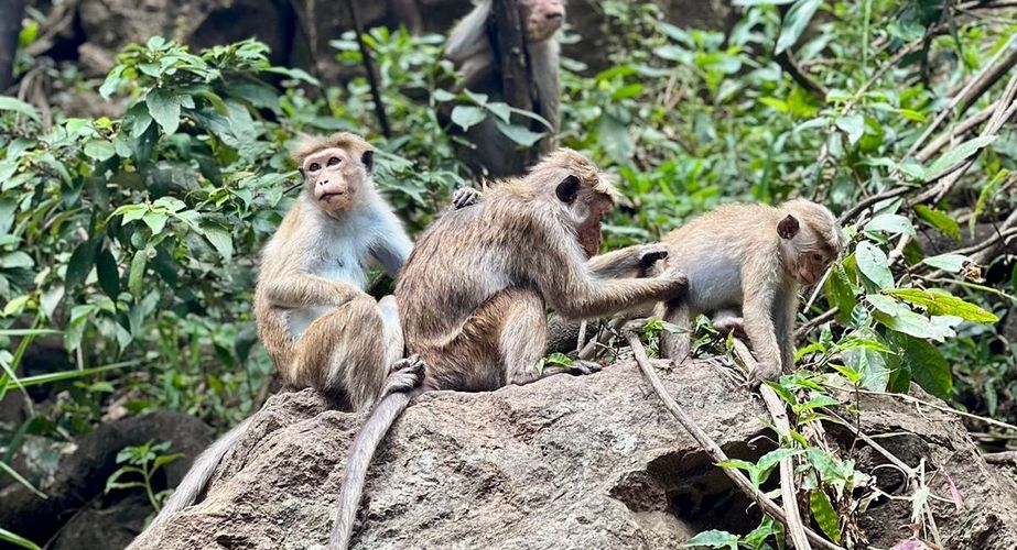 Aapjes in Sri Lanka Aapjes in Sri Lanka